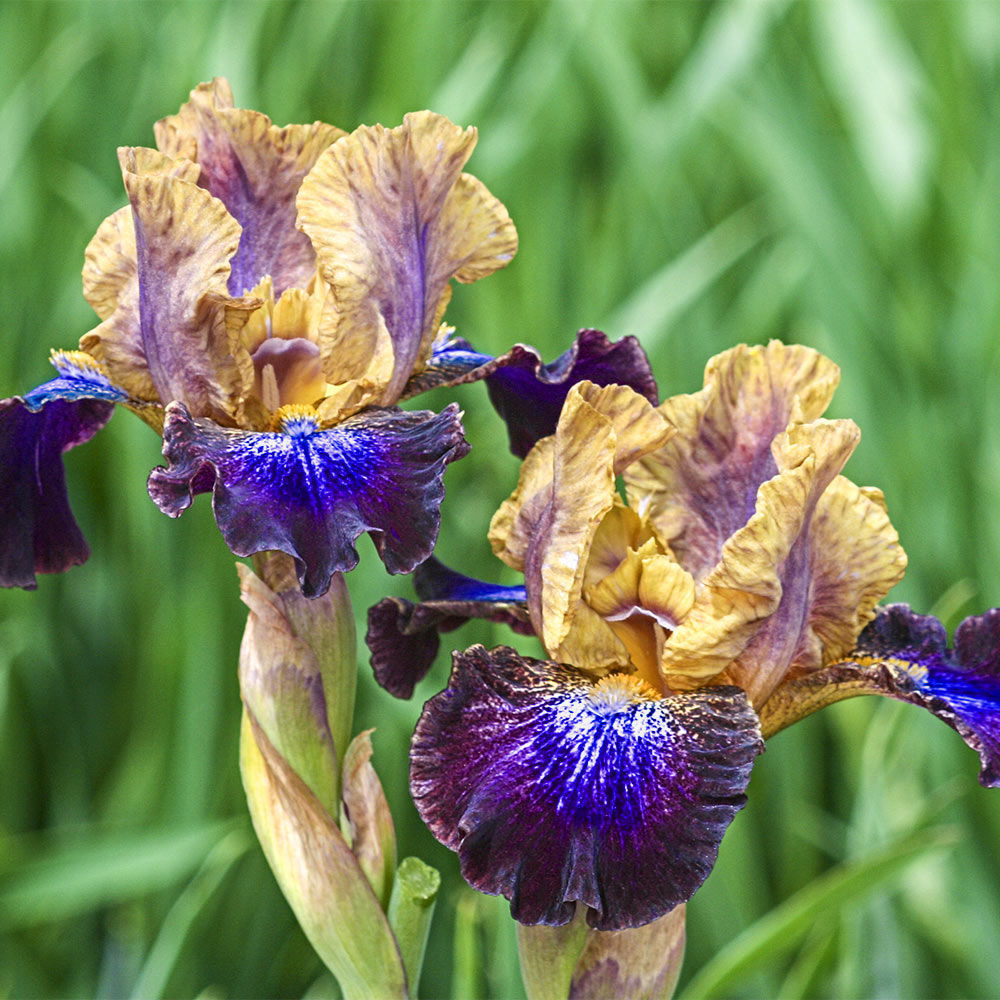 parting glances Bearded Iris